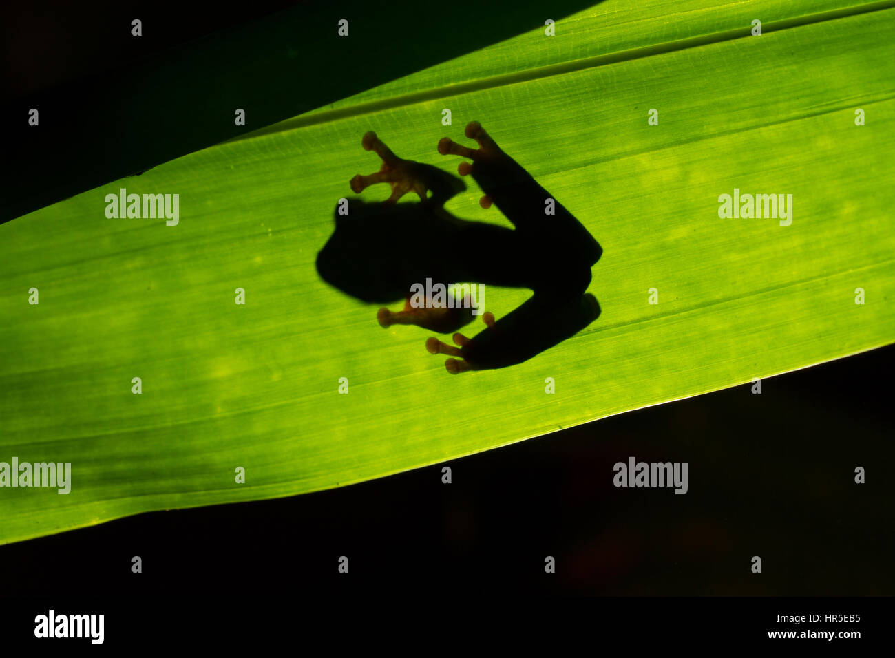 Silhouette d'un rouge--grenouille arboricole aux yeux rouges ou, agalychnis callidryas, qui vit dans les forêts tropicales humides de l'Amérique néotropicale du Mexique Banque D'Images