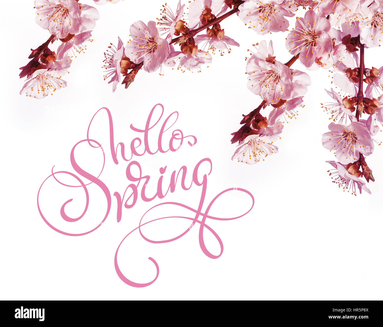 Les fleurs du printemps et la frontière du printemps Bonjour texte. Lettrage calligraphie. Banque D'Images