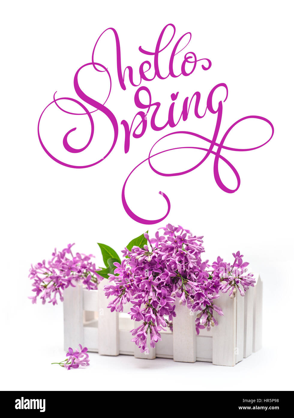 Boîte blanche et lilas sur fond blanc et texte Bonjour Printemps. Lettrage calligraphie Banque D'Images