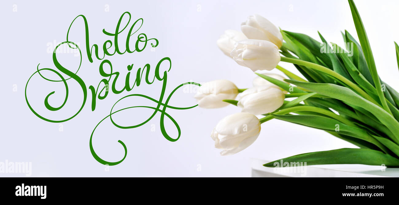 Tulipes blanches et texte Bonjour Printemps. Lettrage calligraphie. Banque D'Images