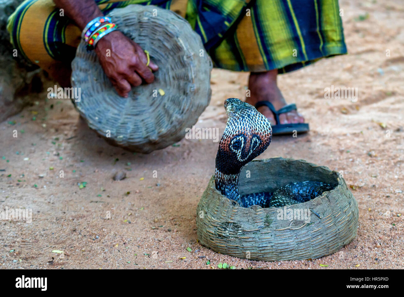 Enigme de serpent ou fakir tuyau joue à enchanter cobra Banque D'Images