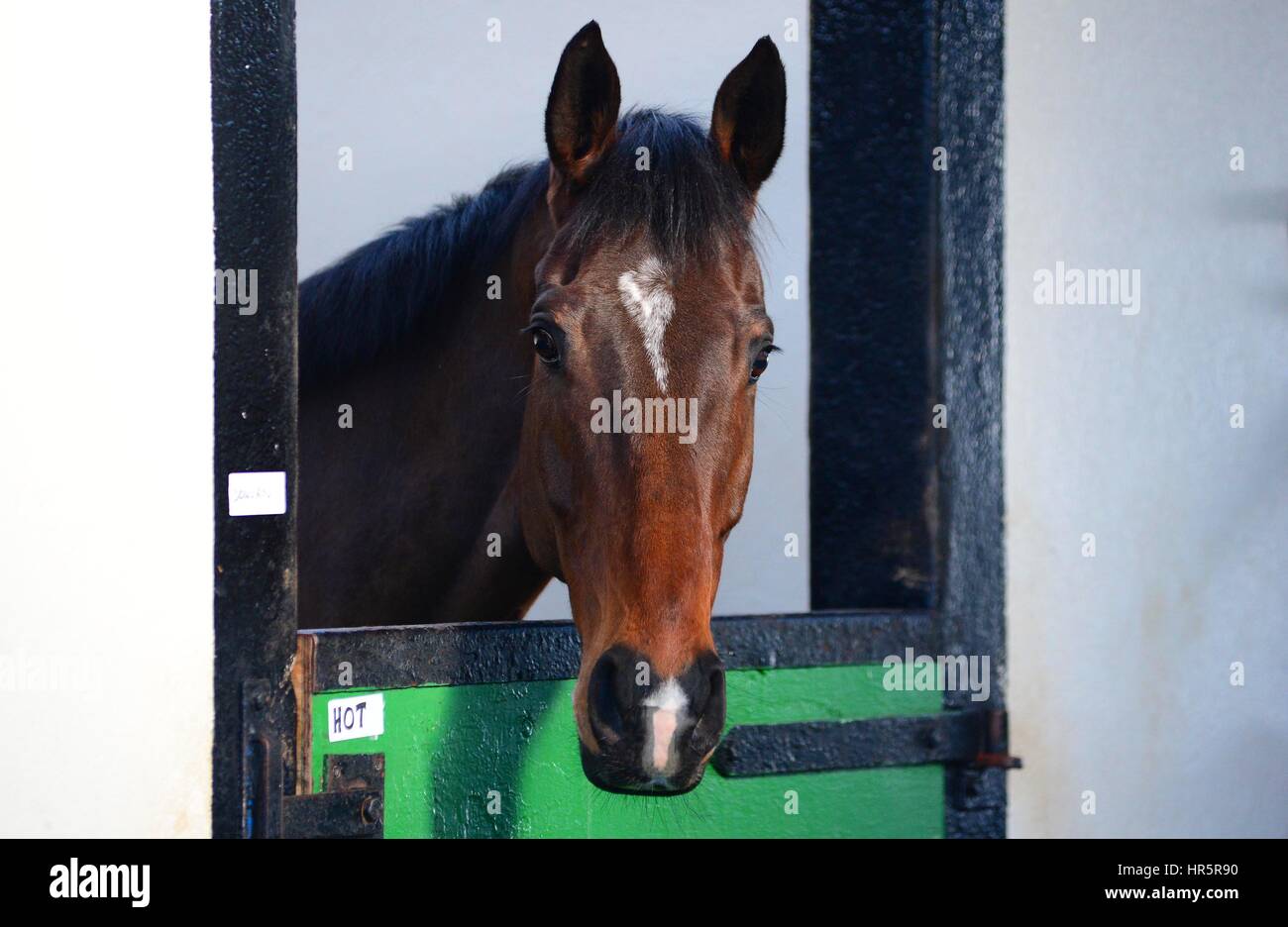 Douvan dans son stable au cours d'une visite à Willie Mullins' d'équitation à Closutton, Carlow, Irlande. Banque D'Images