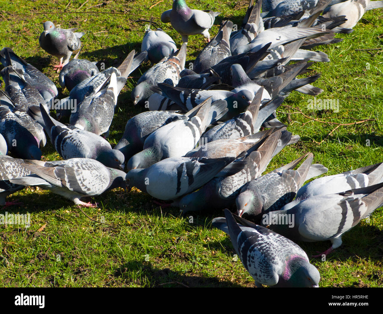 L'alimentation des pigeons dans le Queens Park Loughborough Leicestershire UK Banque D'Images