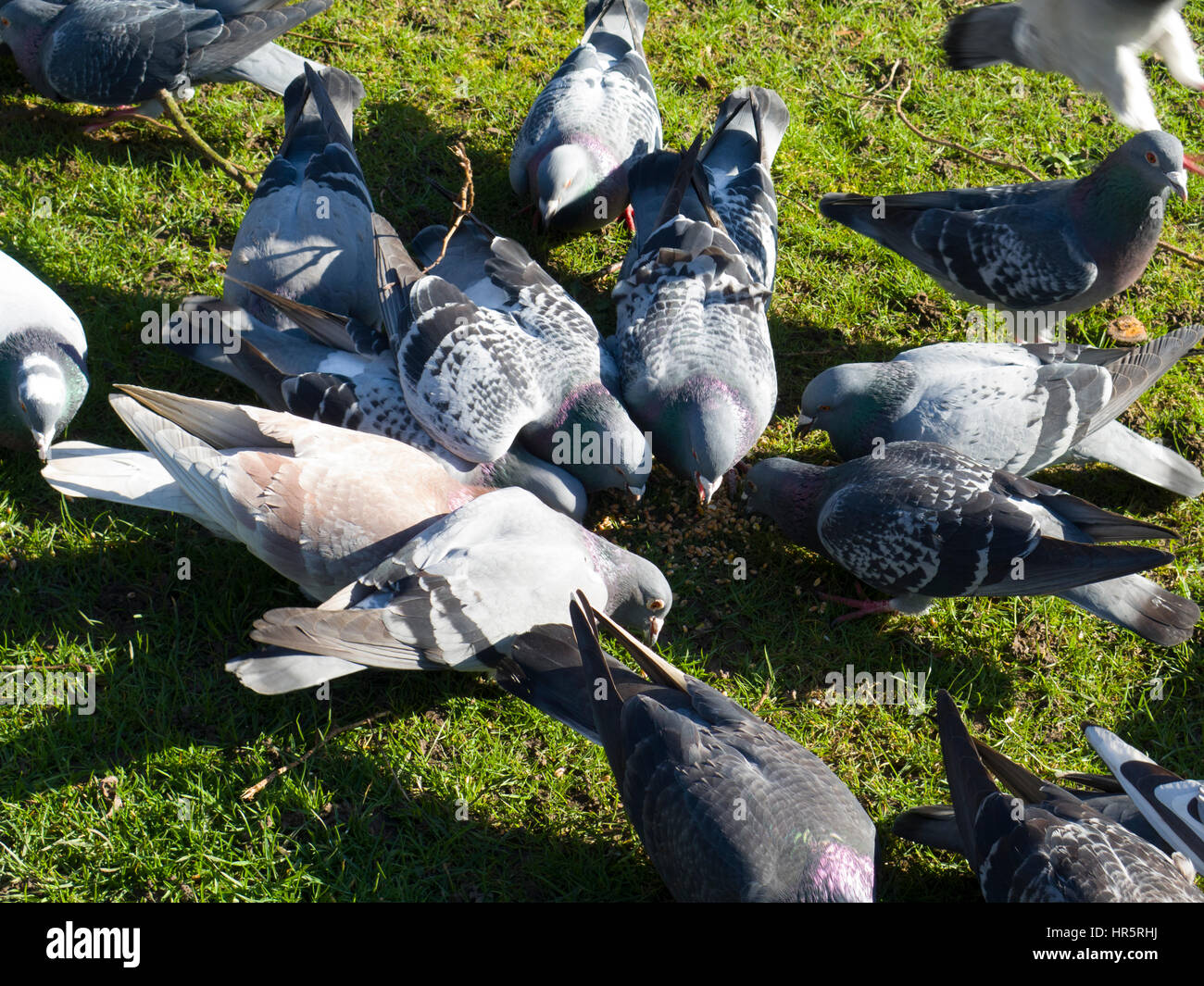 L'alimentation des pigeons dans le Queens Park Loughborough Leicestershire UK Banque D'Images
