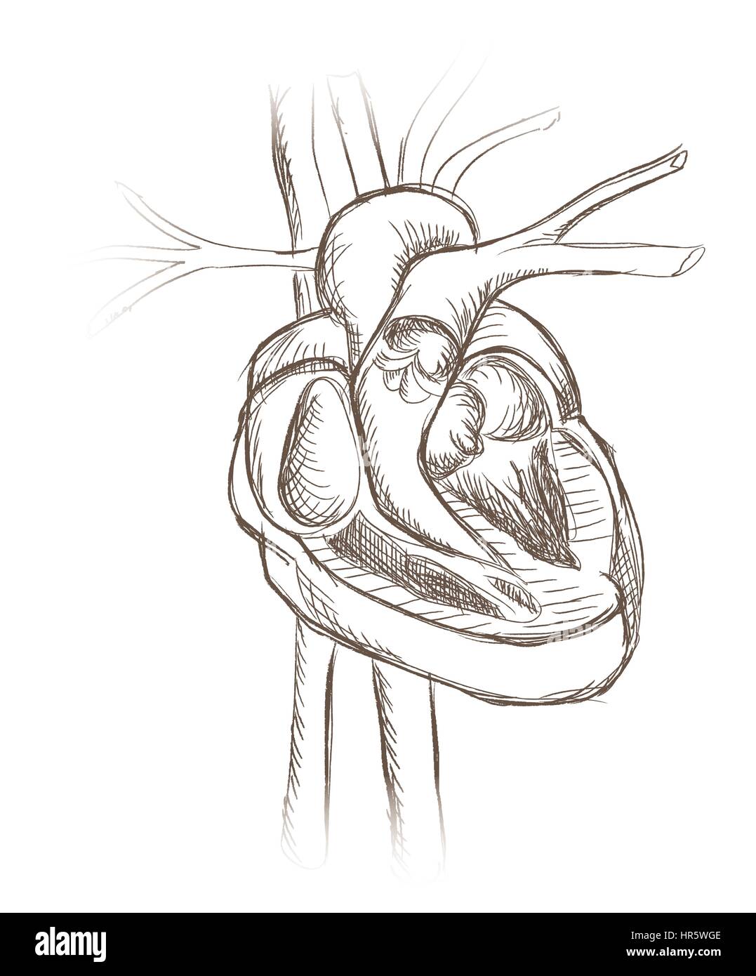 Les droits de l'anatomie cardiaque. gravure coeur rétro structure sketch illustration isolé Illustration de Vecteur