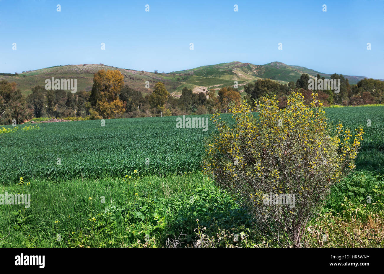 Beau paysage de printemps du plateau du Golan en Israël Banque D'Images
