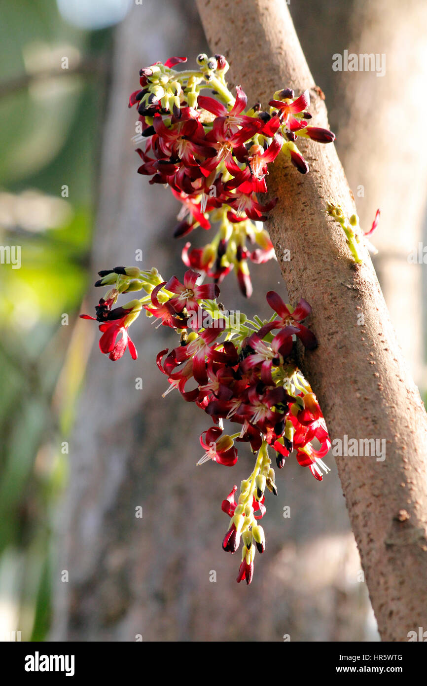 Bilimbi fleurs Banque D'Images