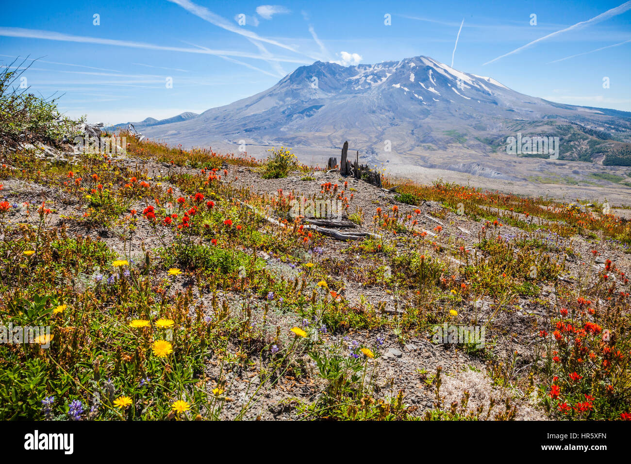 Fleurs sauvages et de Mont Saint Helens dans Mont St Helens Monument Volcanique National, Washington, USA. Banque D'Images