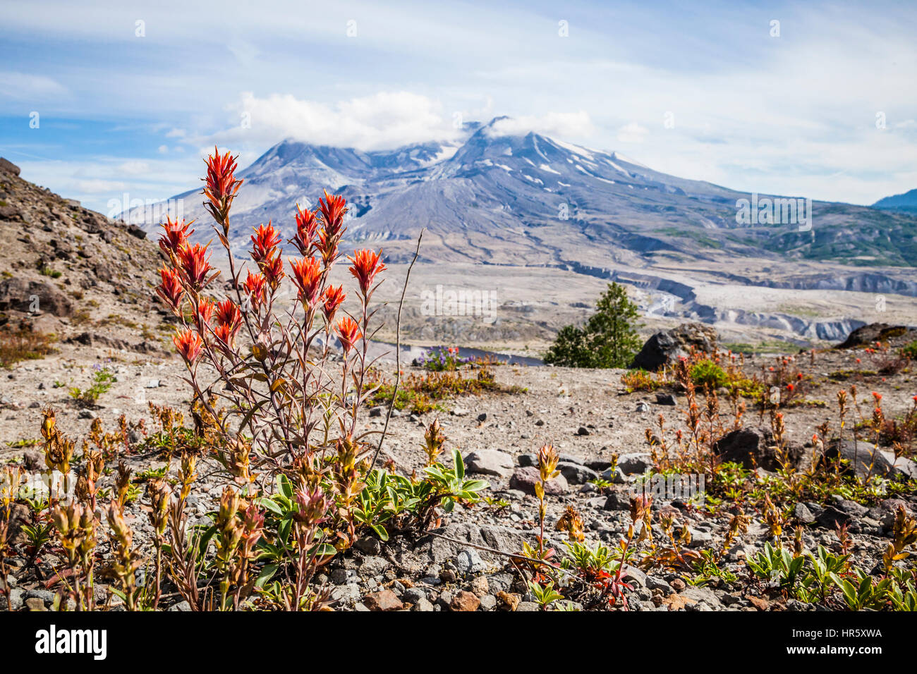 Fleurs sauvages et de Mont Saint Helens dans Mont St Helens Monument Volcanique National, Washington, USA. Banque D'Images