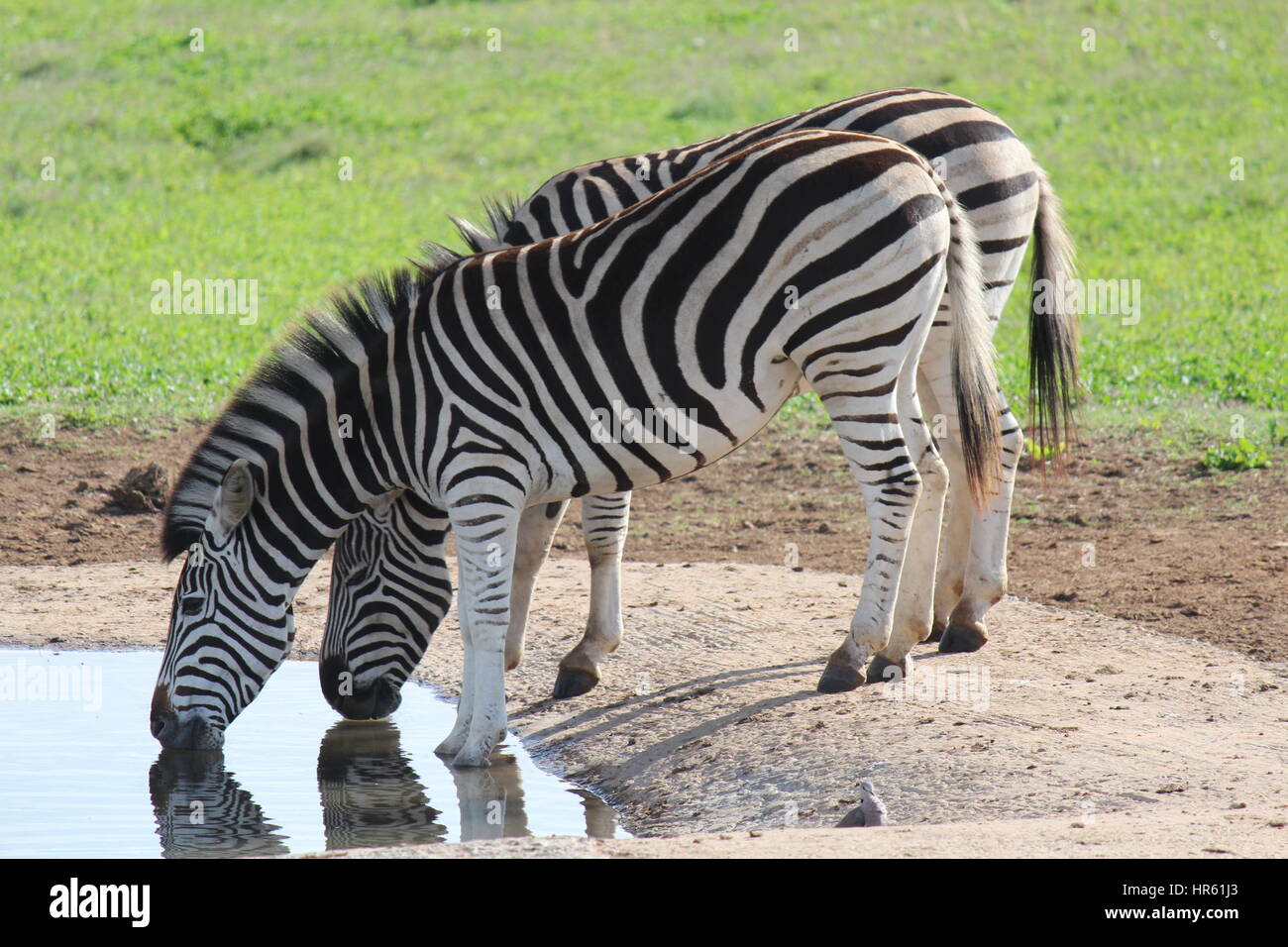 Les zèbres de l'eau potable dans Addo Elephant Park - Afrique du Sud Banque D'Images