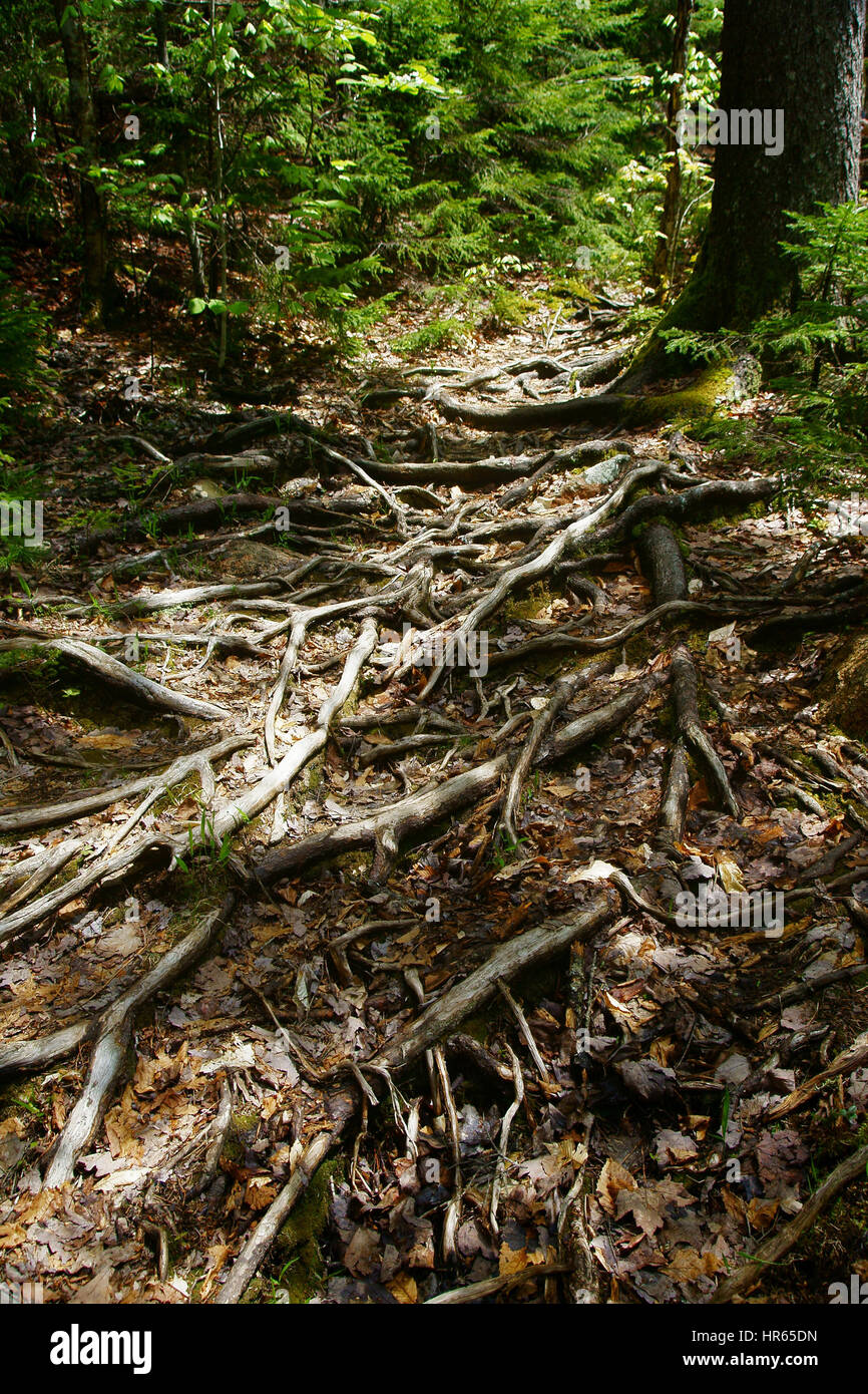 Hugewingling les racines des arbres couvrant sol forestier Banque D'Images