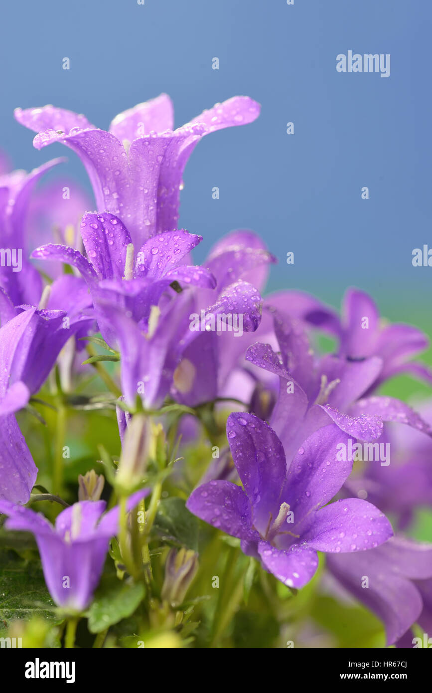 Campanula muralis fleurs et gouttes de rosée Banque D'Images