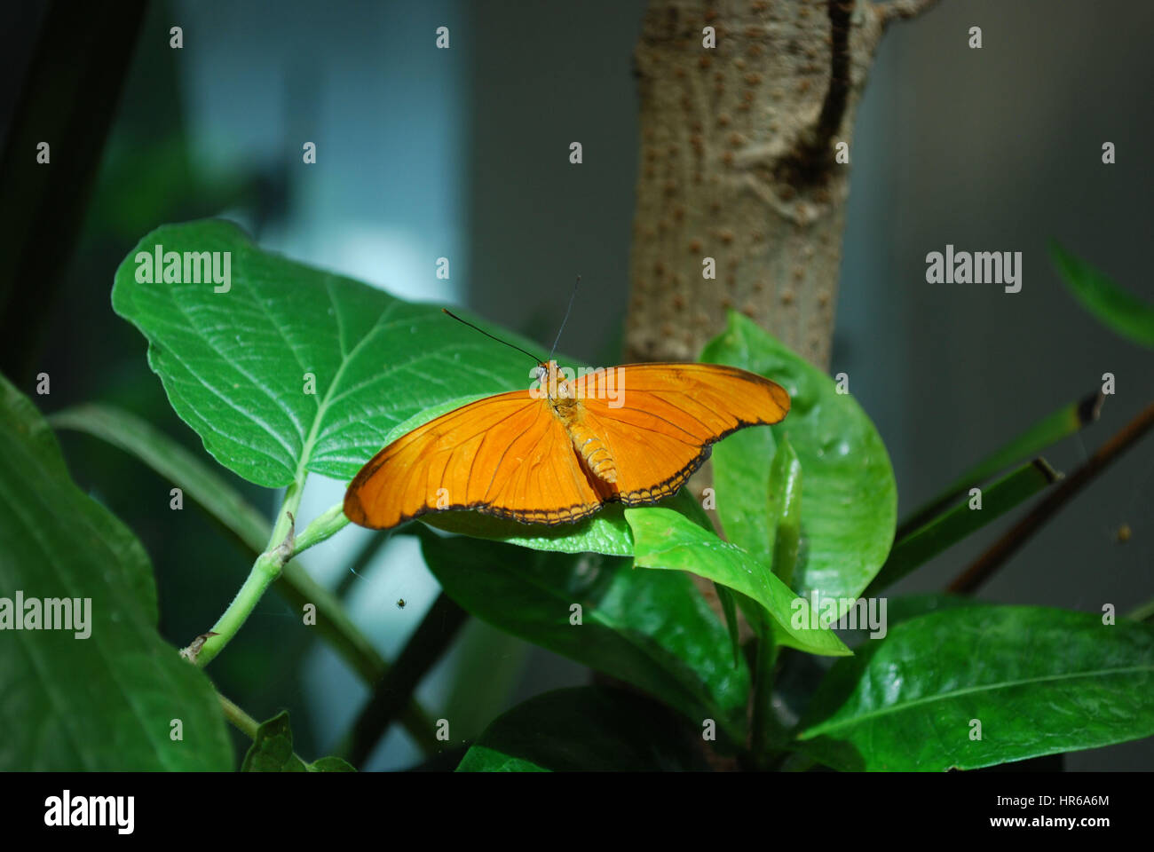 Papillon Orange Banque D'Images