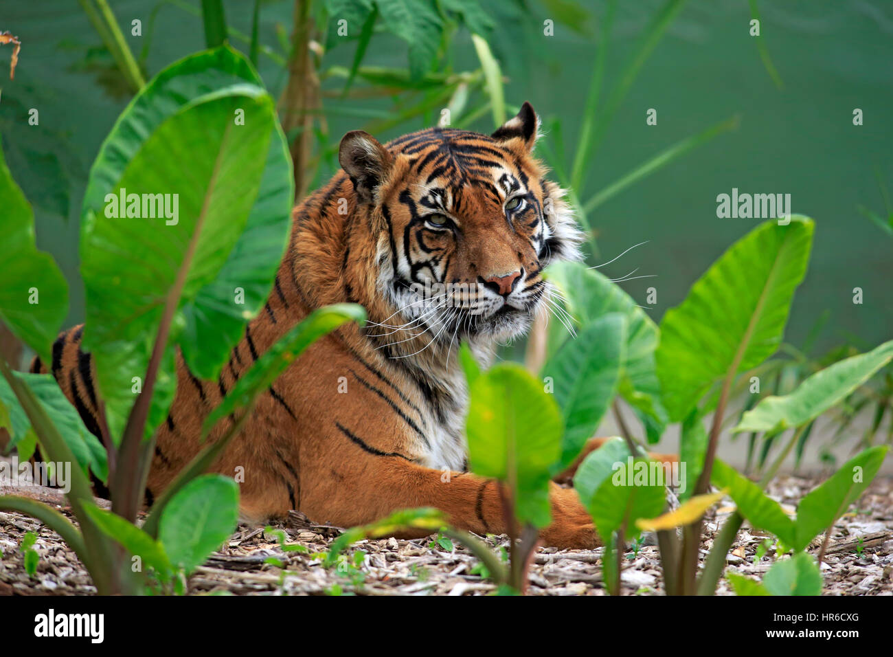 Tigre de Sumatra (Panthera tigris sumatrae), de repos, de l'Asie portrait adultes Banque D'Images