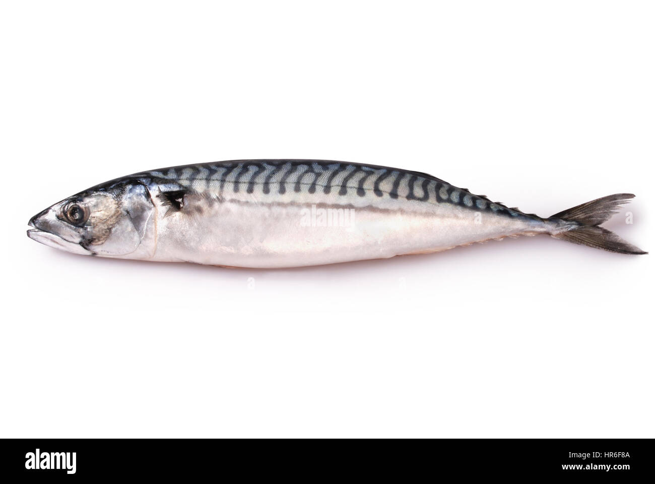 Le maquereau frais congelés isolé sur un fond blanc. Chemin de coupure à l'intérieur. Banque D'Images