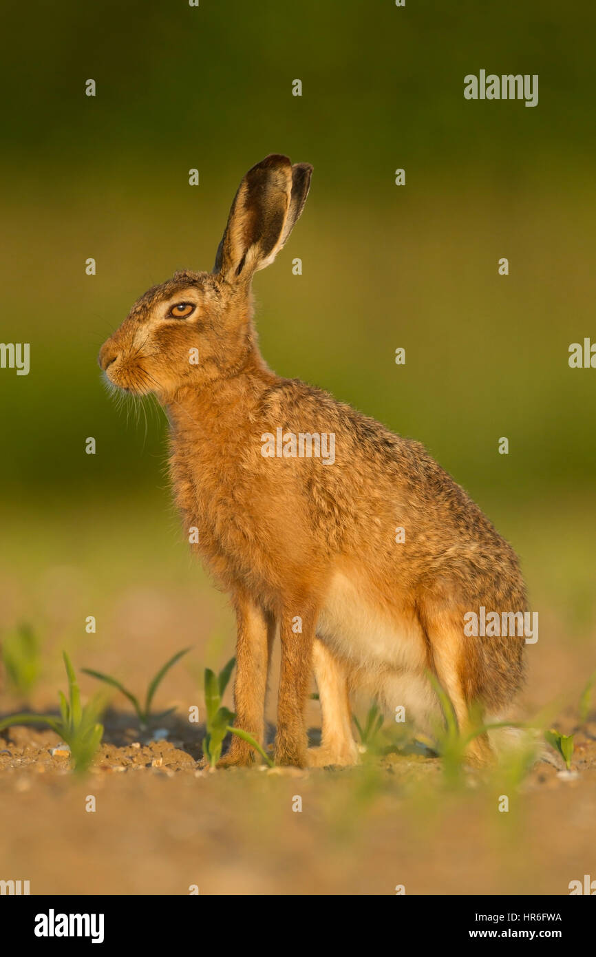 Lièvre brun Lepus europaeus des profils sur les terres agricoles, Suffolk, Angleterre, RU Banque D'Images