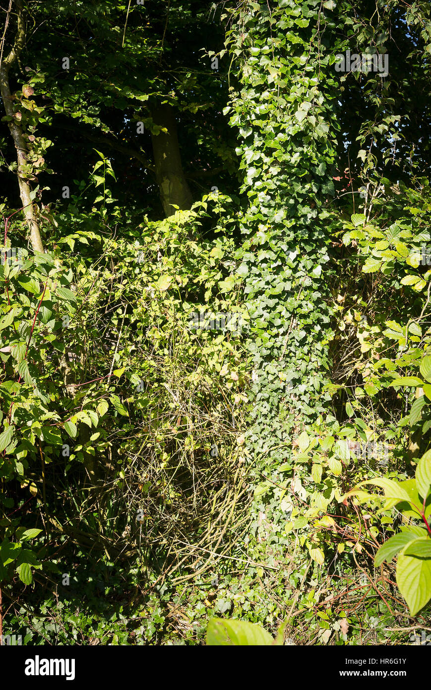 Ivy clad tronc d'un bouleau blanc à maturité sur le bord d'un coin de bois avant de réduire le montant de l'entretien Banque D'Images