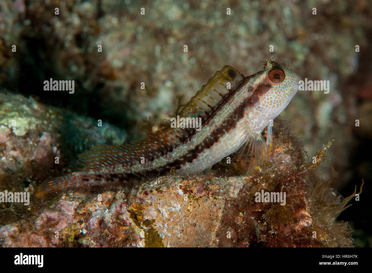 Parablennius pilicornis (blennies à collier), Sant Feliu de Guíxols, Costa Brava, Catalogne, Espagne Banque D'Images