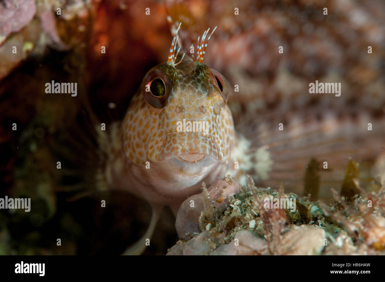 Parablennius pilicornis (blennies à collier), Sant Feliu de Guíxols, Costa Brava, Catalogne, Espagne Banque D'Images