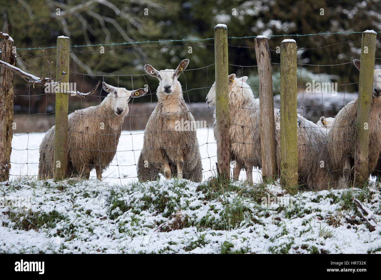 Welsh Speed datant moutons
