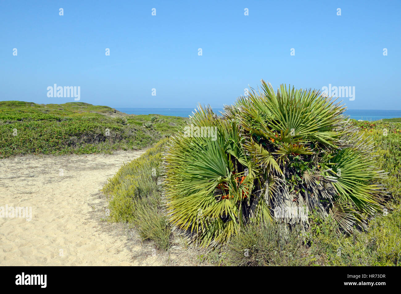 Ventilateur Méditerranée Farn (Chamaerops humilis), dans la garigue, Sinis, Sardaigne, Italie Banque D'Images