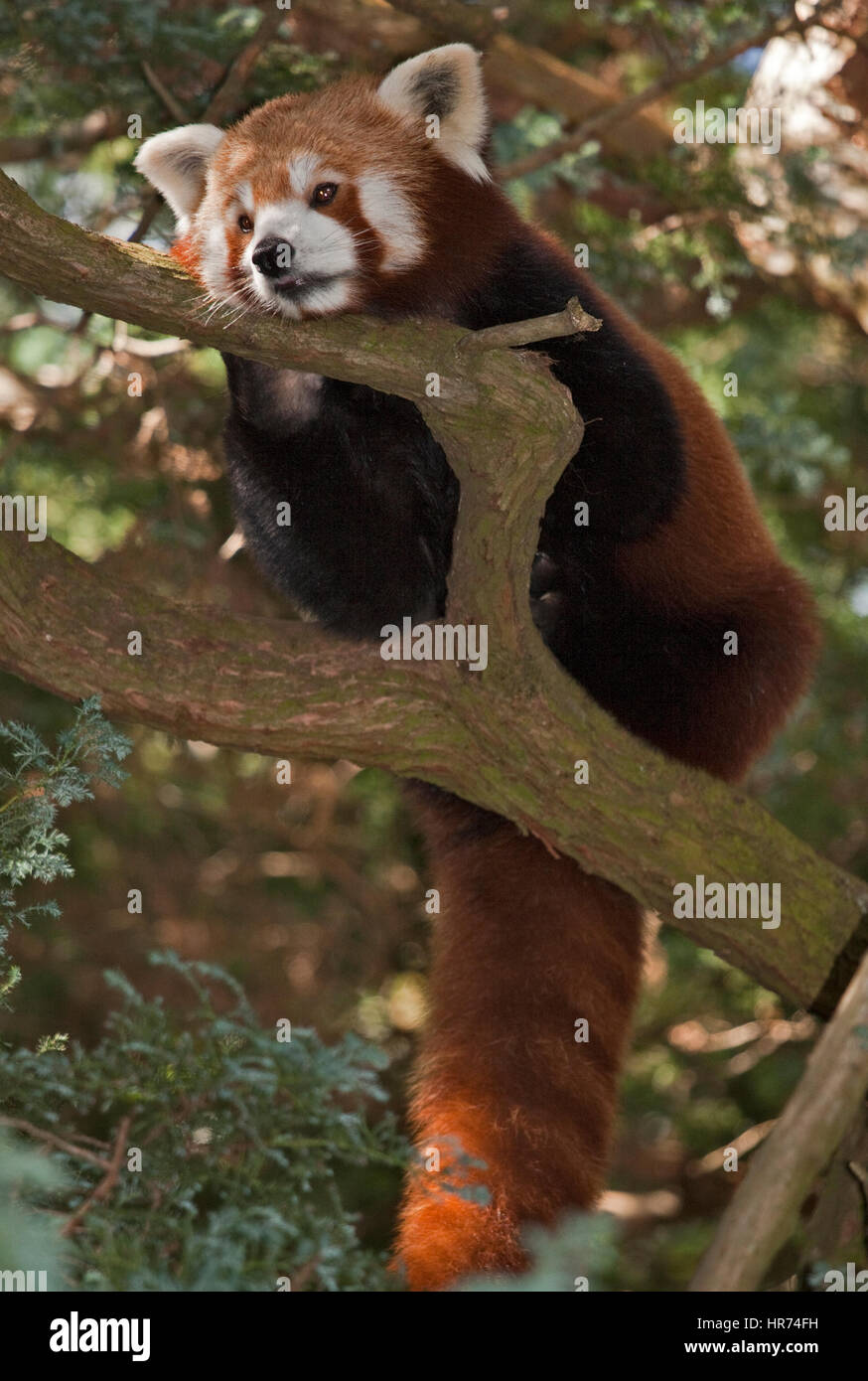 Le panda rouge (Ailurus fulgens) dans l'arbre Banque D'Images