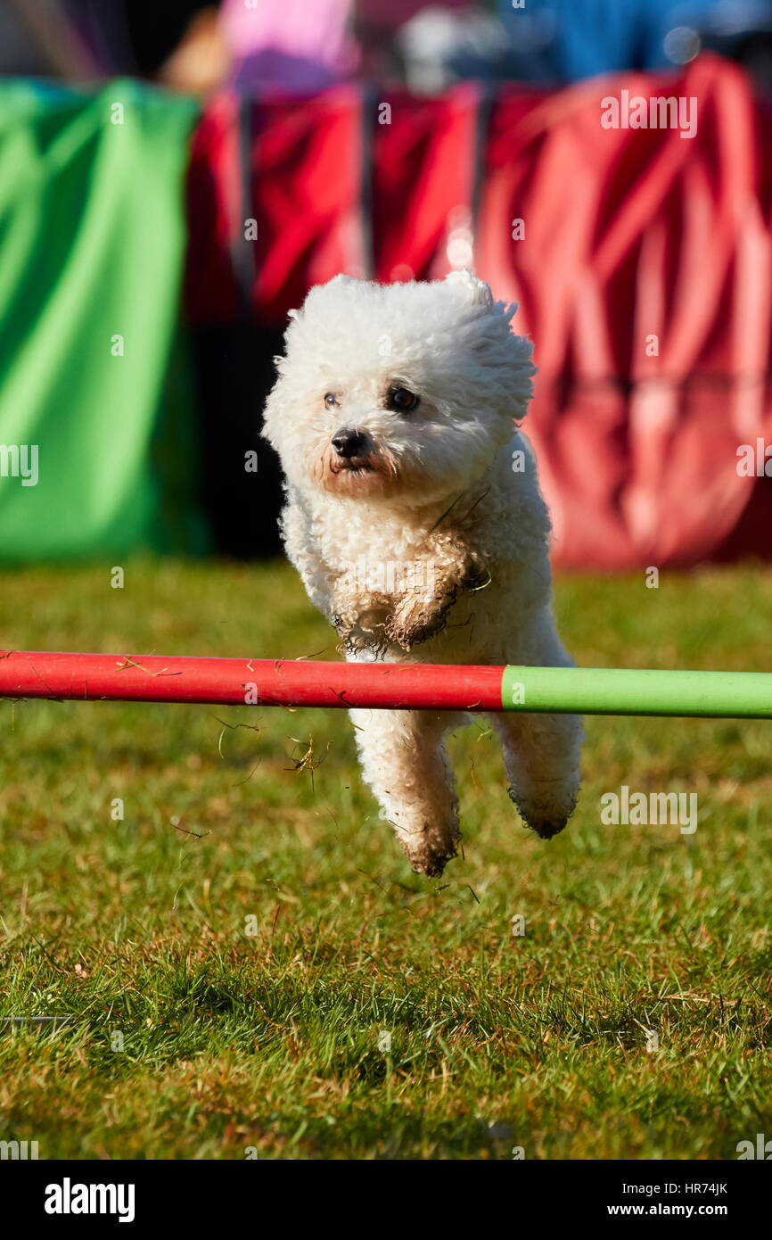 Bichon À Poil frisé faire le saut de l'agilité Banque D'Images