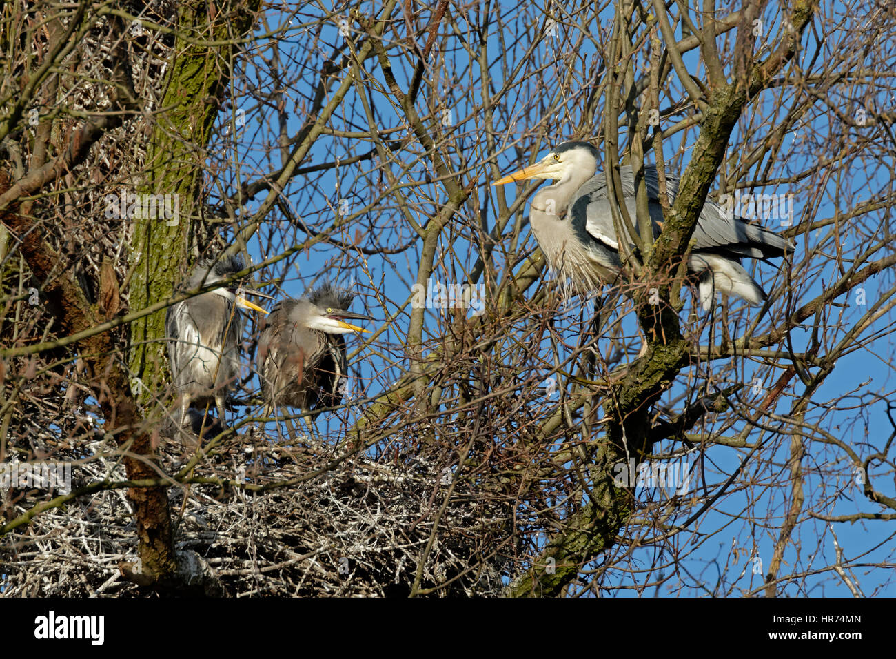 Héron cendré (Ardea cinerea), colonie, Hambourg, Allemagne, Europe Banque D'Images