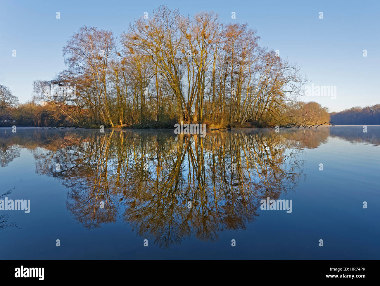 Héron cendré (Ardea cinerea), colonie, Hambourg, Allemagne, Europe Banque D'Images