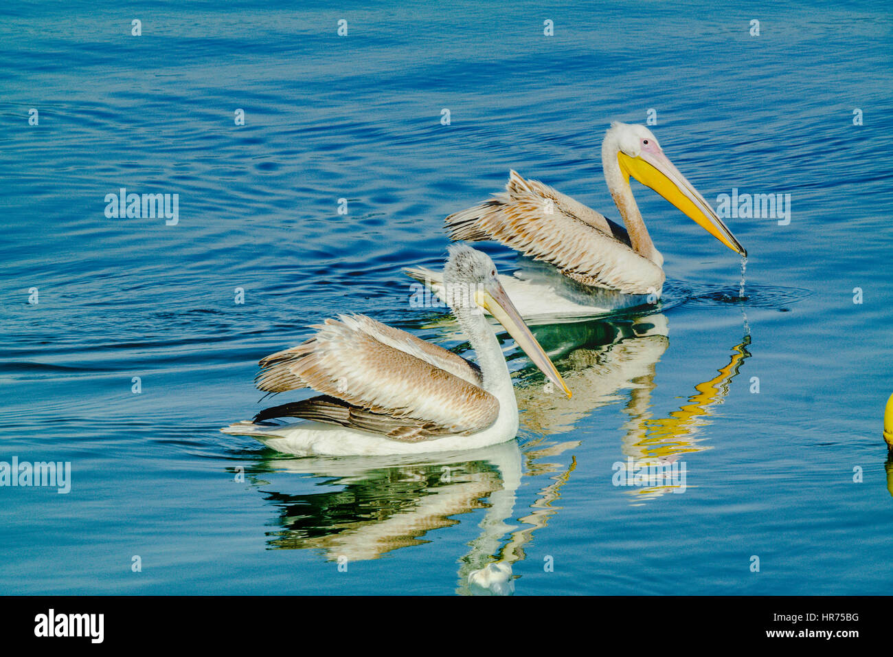 Couple sur la mer calme pelcan. pelikanlar,pelikan Banque D'Images