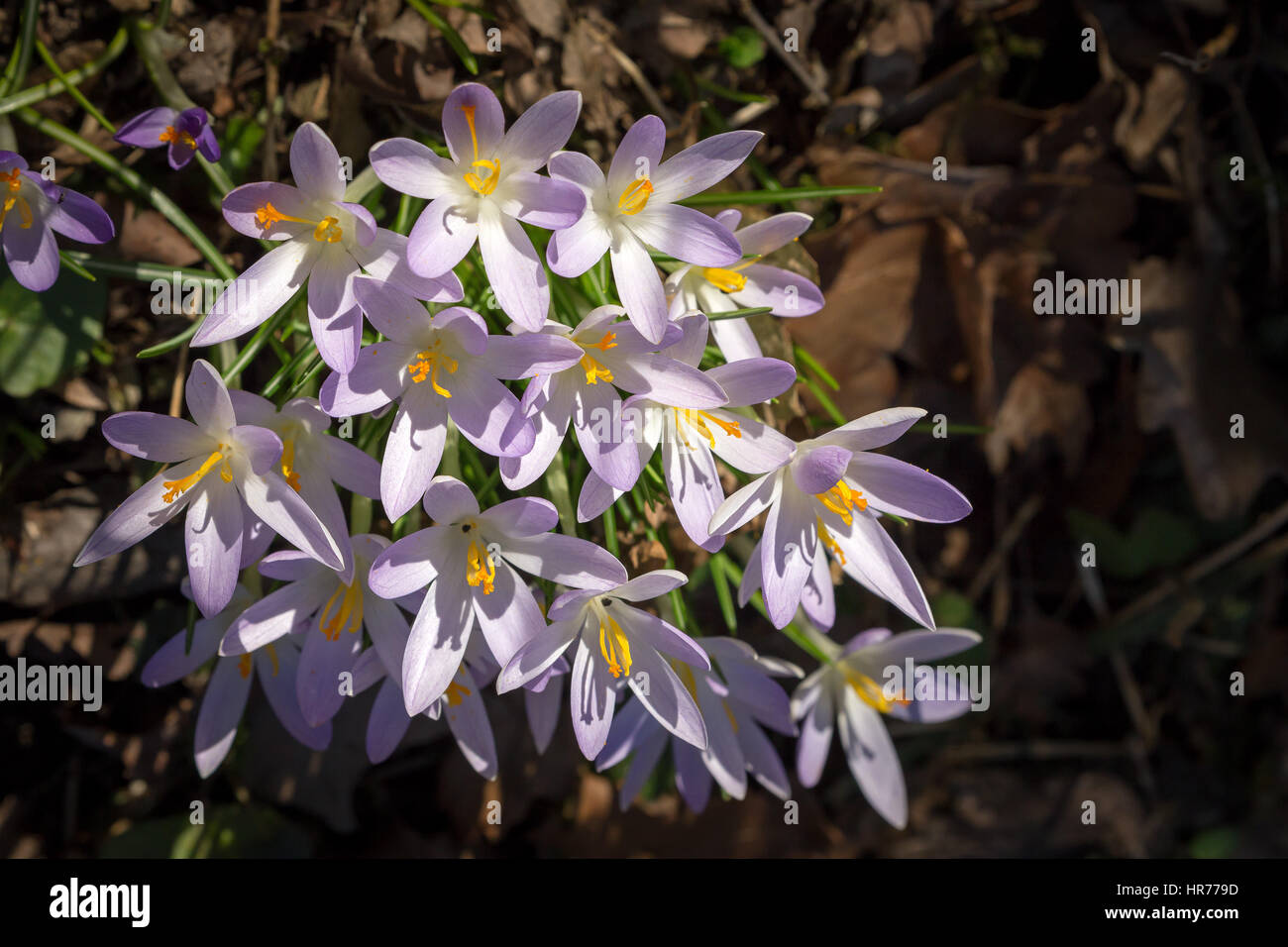 Fleurs de crocus printanières dans le jardin. Riehen, canton de Bâle-ville, Suisse. Banque D'Images