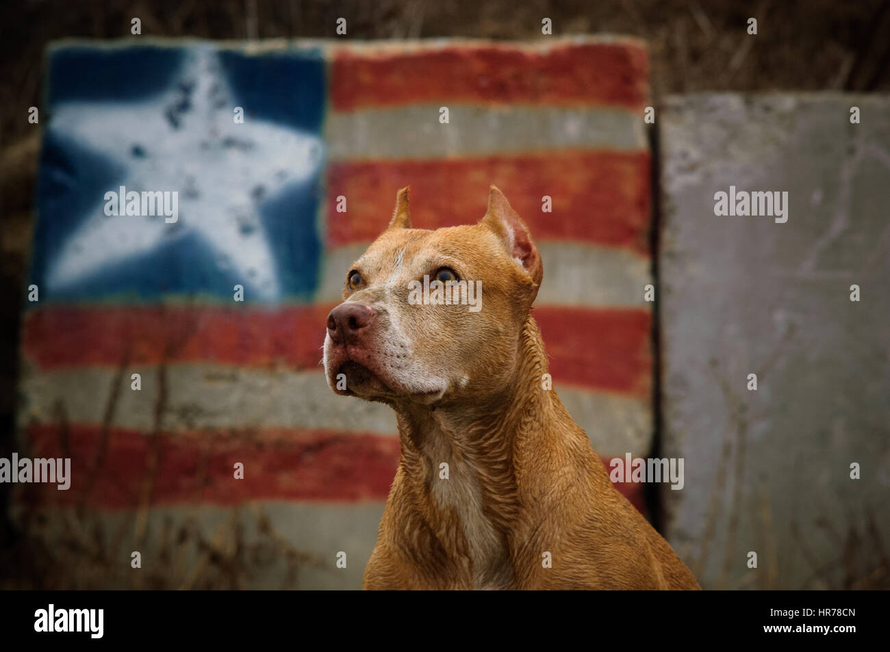 Bull-terrier américain de mine dog Banque D'Images