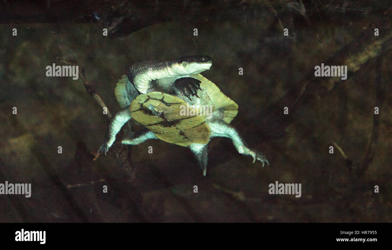 Parkers tortue serpent connu sous le nom de Chelodina parkeri est trouvé dans les lacs et rivières en Guinée. Banque D'Images