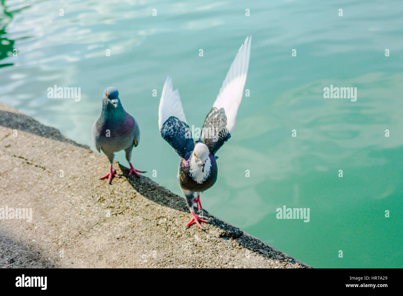 Les pigeons-guvercinler. guvercin maco. macho,pigeon protégeant sa femelle. Banque D'Images