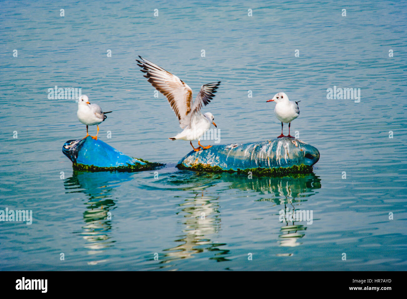 Mouettes sur les bouées flottantes posing et bains de soleil.samandira uzerinde guneslenen martilar,poz veren Banque D'Images