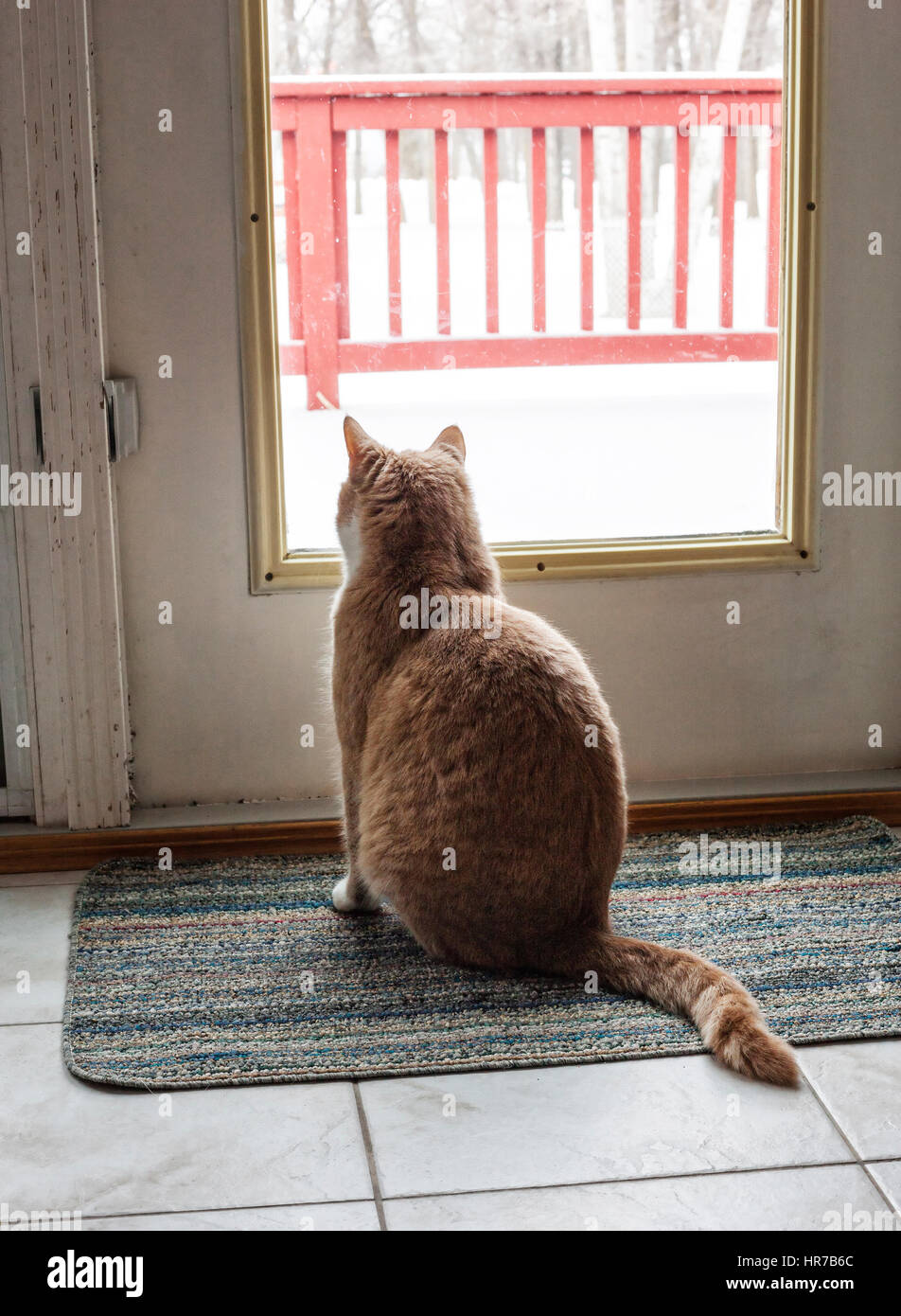Chat Assis En Face De La Porte En Verre Et A Out Photo Stock Alamy