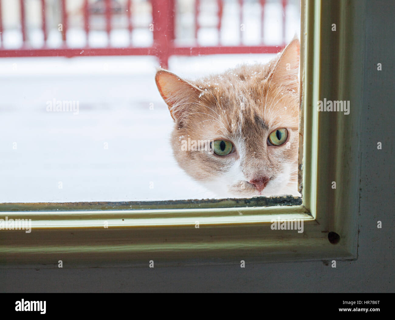 Chat Courious à travers la porte en verre Banque D'Images