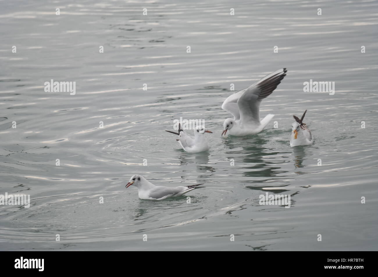 Mouettes à fethiye montrant et posing Banque D'Images