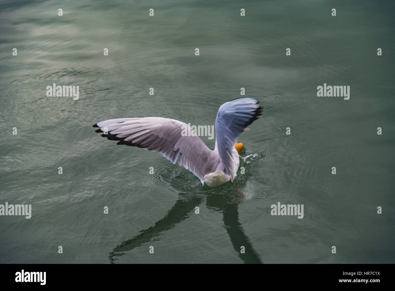 Wide Open seagull ailes Banque D'Images