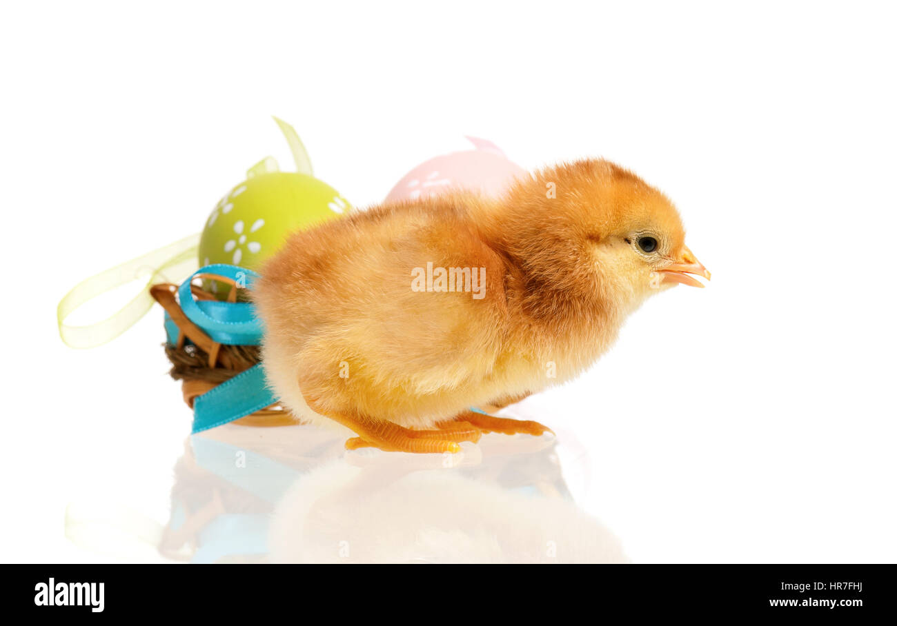 Beau petit poulet en nid avec des oeufs de Pâques, isolé sur fond blanc Banque D'Images Beau petit poulet en nid avec des oeufs de Pâques, isolé sur fond blanc Banque D'Images