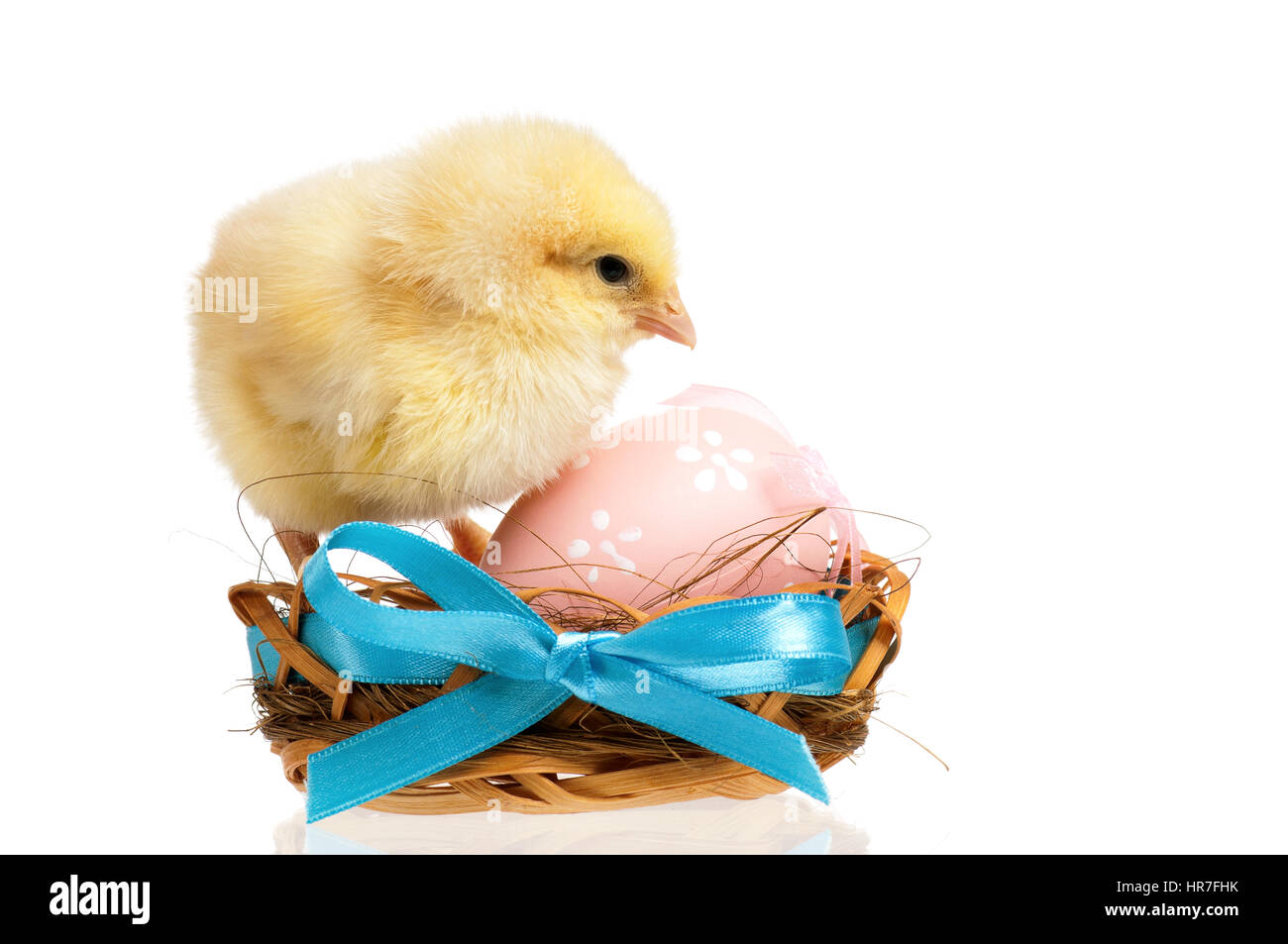 Beau petit poulet en nid avec des oeufs de Pâques, isolé sur fond blanc Banque D'Images Beau petit poulet en nid avec des oeufs de Pâques, isolé sur fond blanc Banque D'Images