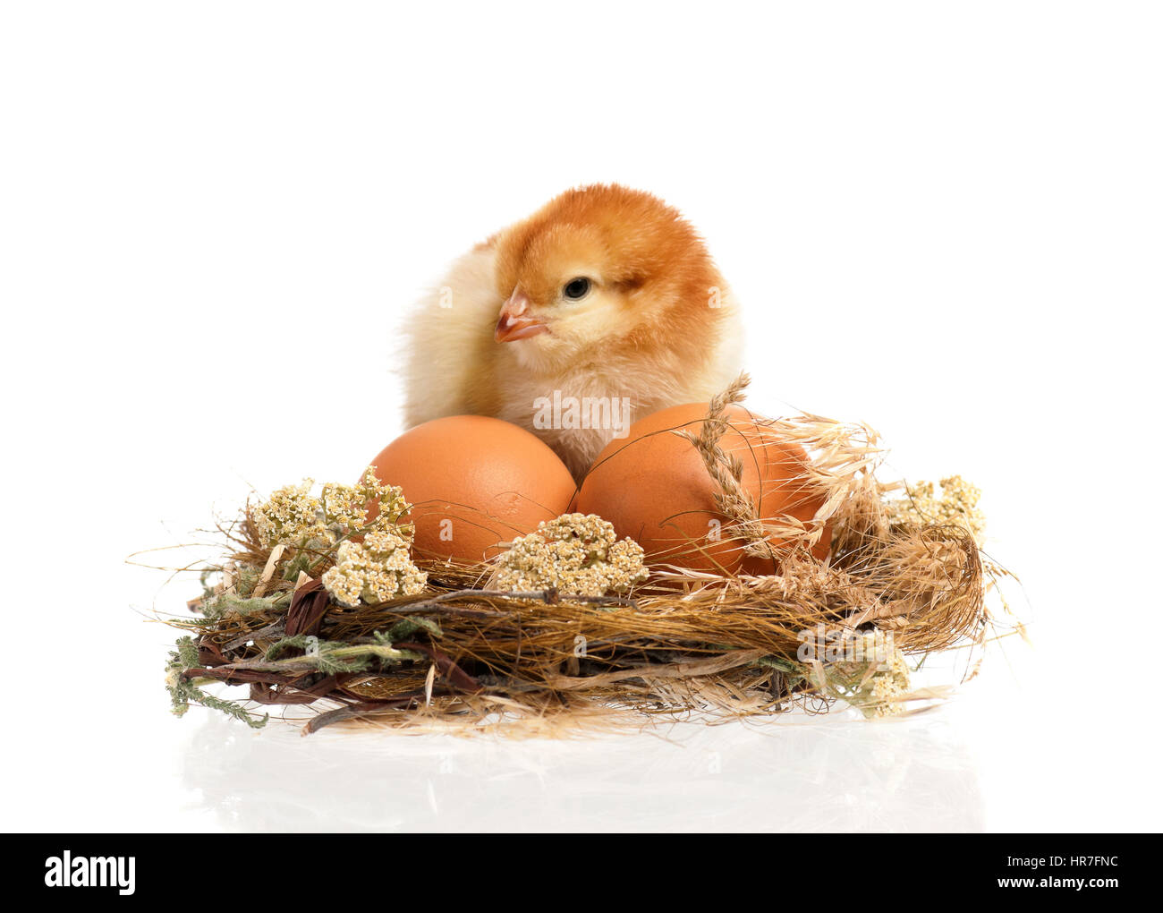Mignon petit poulet nouveau-né debout dans nid, isolé sur fond blanc. Poussin nouvellement éclos sur une ferme d'élevage de poulets. Banque D'Images Mignon petit poulet nouveau-né debout dans nid, isolé sur fond blanc. Poussin nouvellement éclos sur une ferme d'élevage de poulets. Banque D'Images