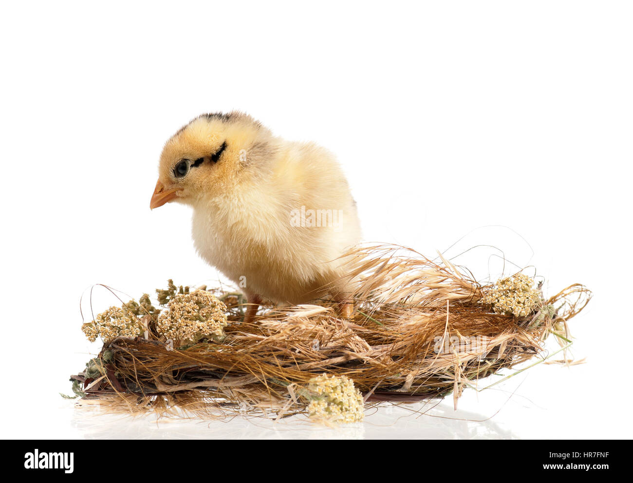 Mignon petit poulet nouveau-né debout dans nid, isolé sur fond blanc. Poussin nouvellement éclos sur une ferme d'élevage de poulets. Banque D'Images Mignon petit poulet nouveau-né debout dans nid, isolé sur fond blanc. Poussin nouvellement éclos sur une ferme d'élevage de poulets. Banque D'Images