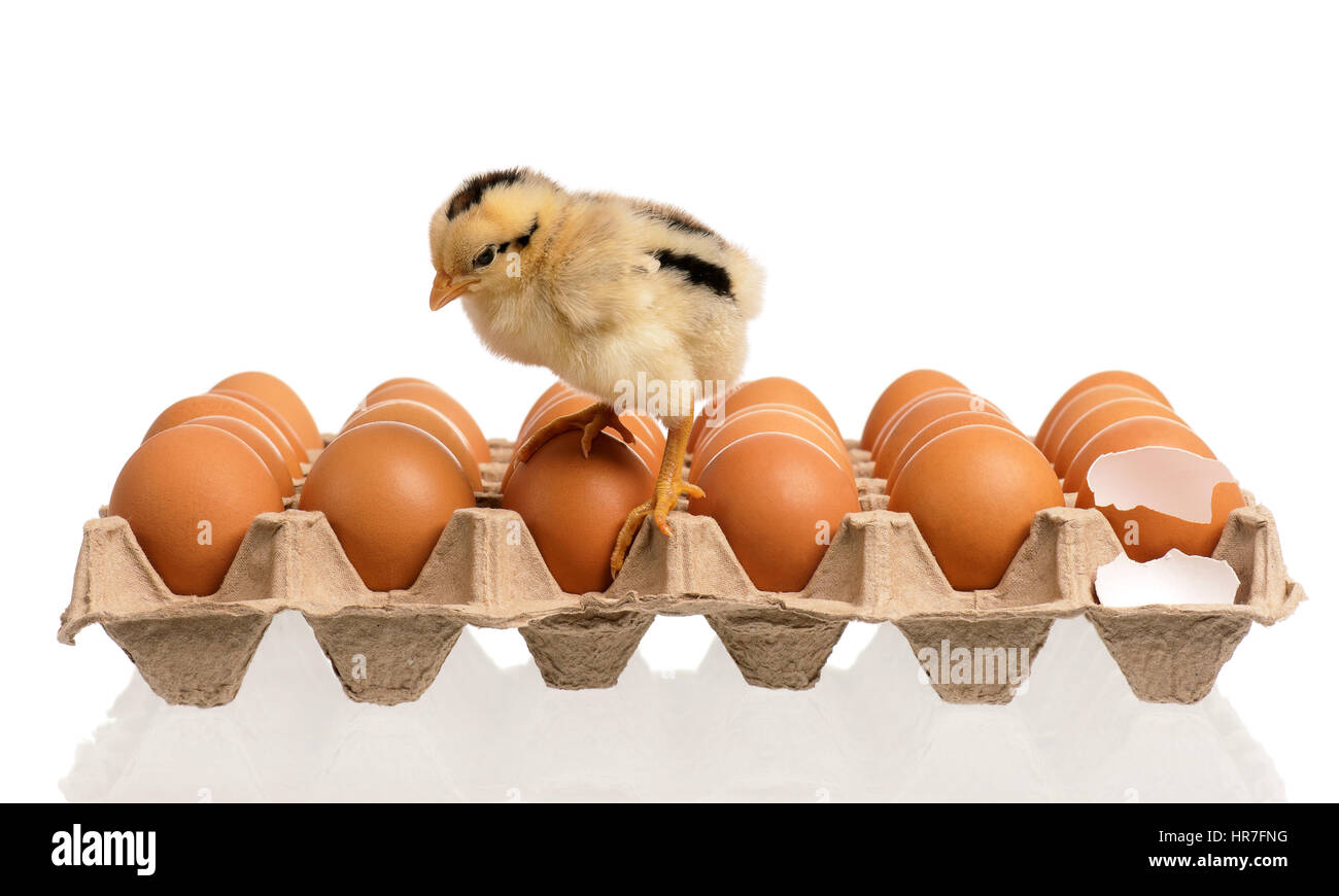 Un peu de poulet avec beaucoup d'œufs, isolé sur fond blanc Banque D'Images Un peu de poulet avec beaucoup d'œufs, isolé sur fond blanc Banque D'Images