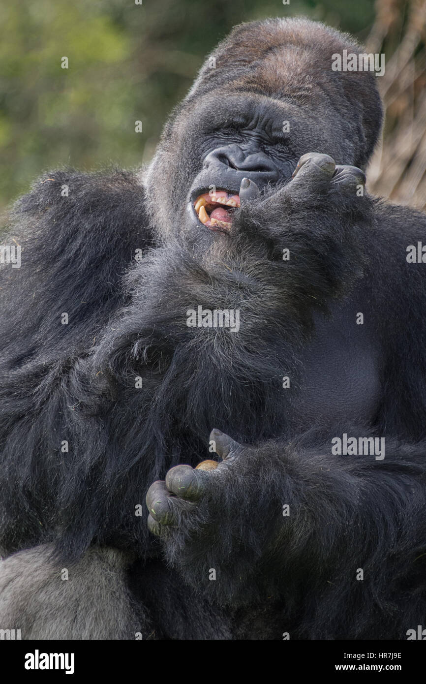 Verticale verticale close up portrait of a large silverback gorilla avec une drôle d'expression sur son visage Banque D'Images