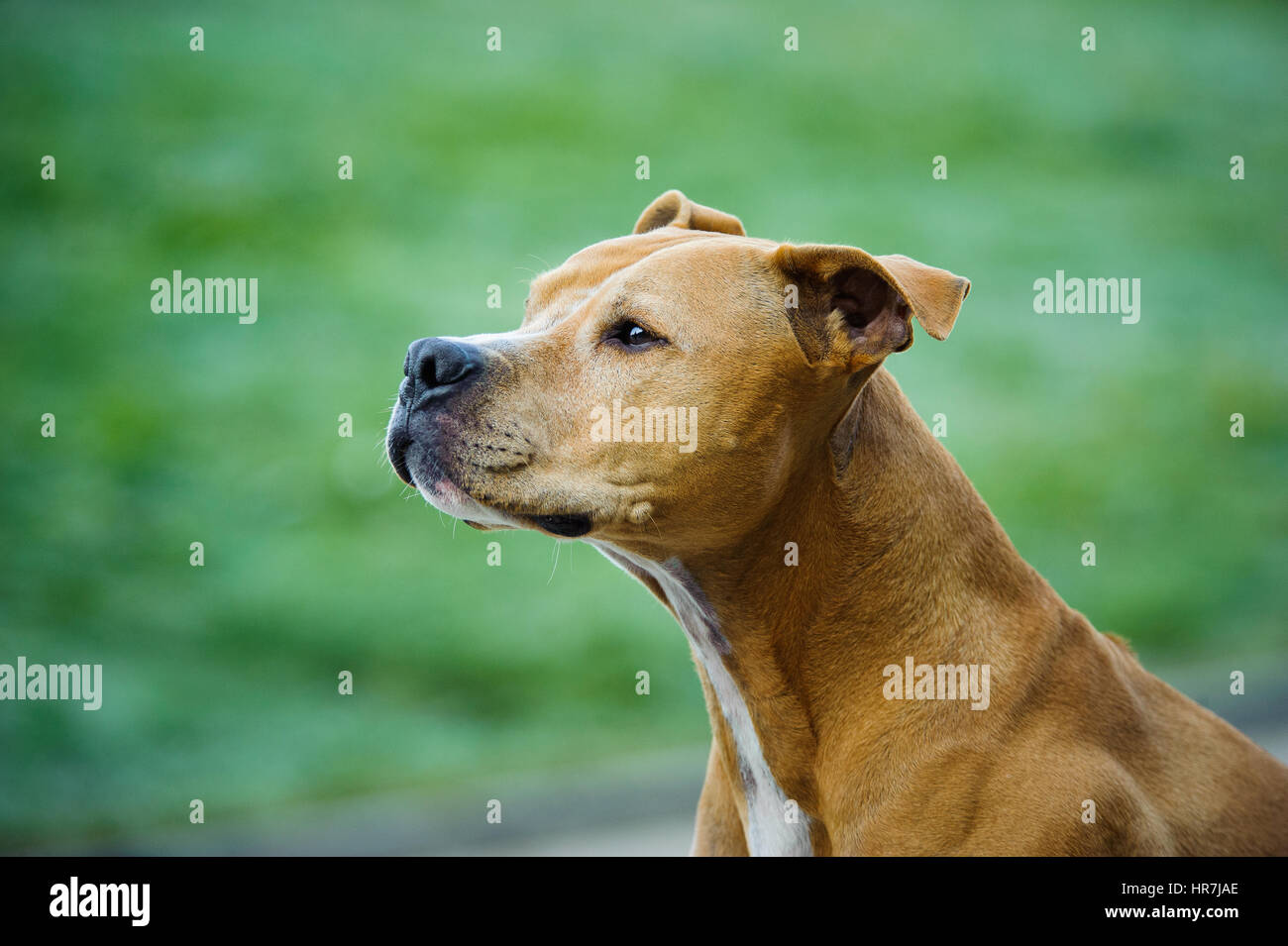 Bull-terrier américain de mine dog Banque D'Images