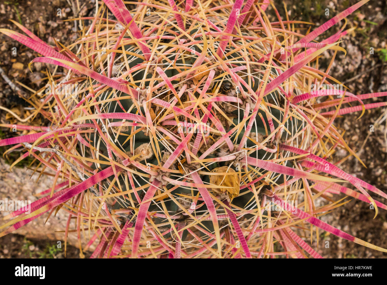 Vue rapprochée d'un cactus. Banque D'Images