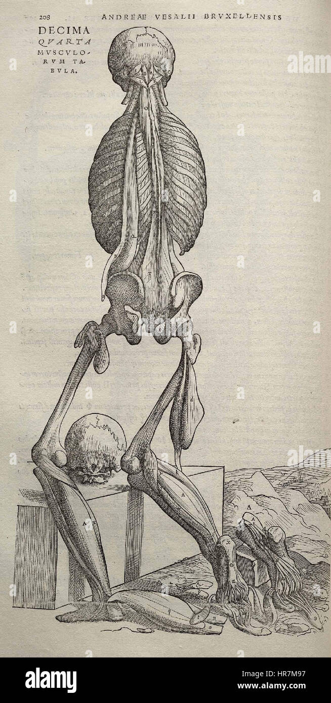 « Fabrica » de Vésale (page 208) est une illustration de son travail révolutionnaire sur l’anatomie humaine. L'image montre une dissection détaillée, avec précision anatomique et exploration scientifique, représentant les premières étapes de l'illustration médicale et de la compréhension du corps humain. Banque D'Images