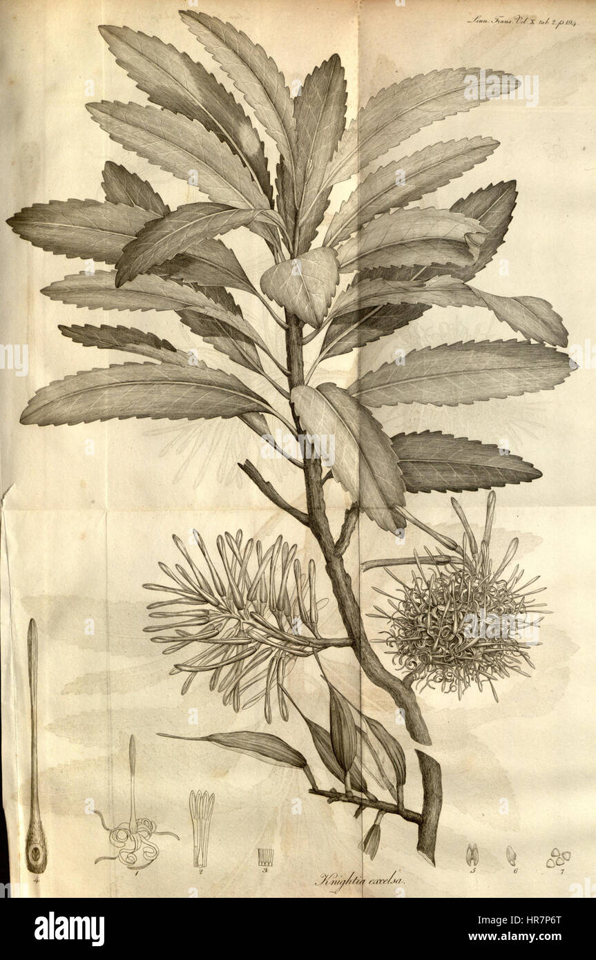 Les transactions de la Société linnéenne de Londres, Volume 10 - onglet. 2 Banque D'Images