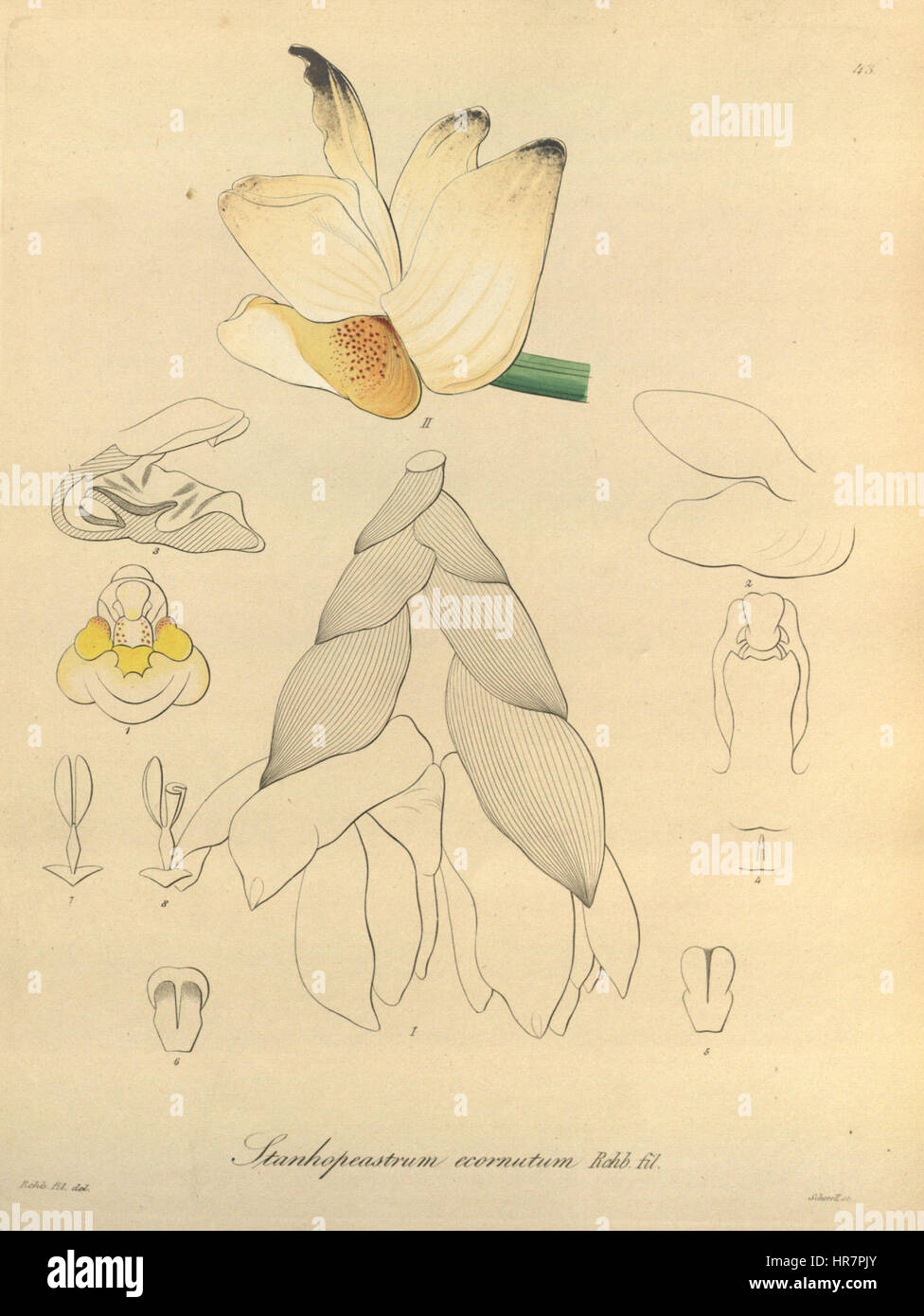 Stanhopea ecornuta, présenté dans 'Xenia 1-43' de 1858, est une orchidée frappante connue pour sa forme unique et ses belles fleurs. L'illustration botanique met en valeur les subtilités de la structure de la fleur et son aspect exotique. Banque D'Images